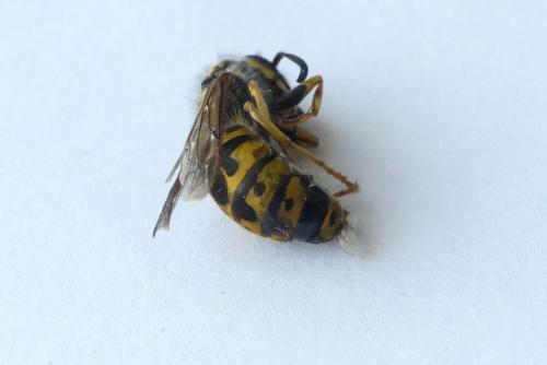 Vespula germanica